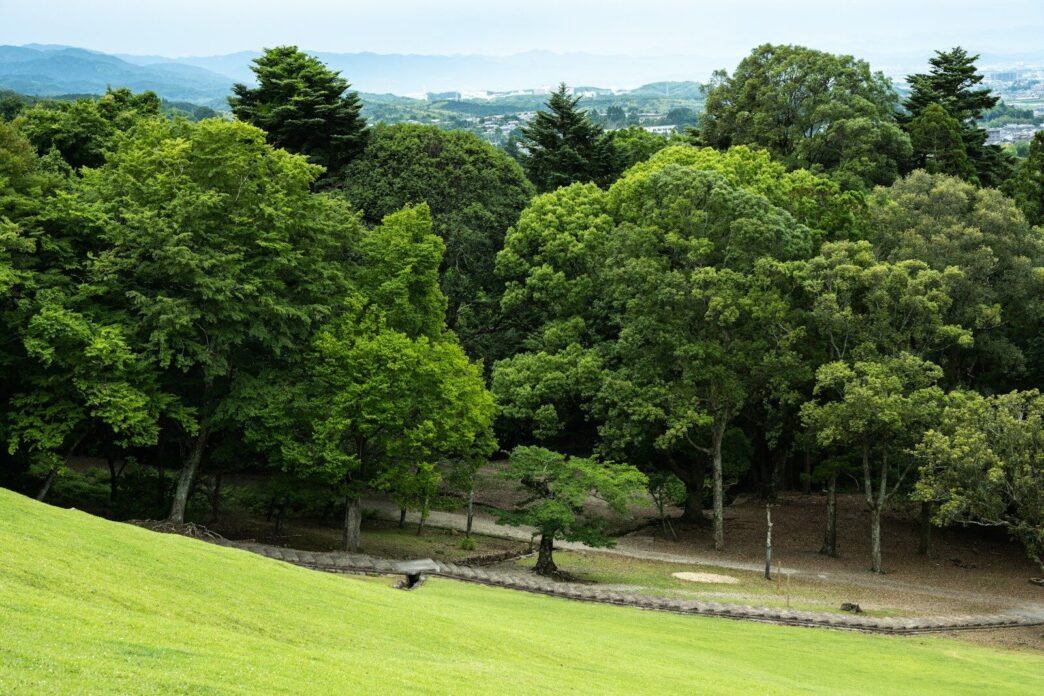 Lush green trees and a grassy hill with a path.