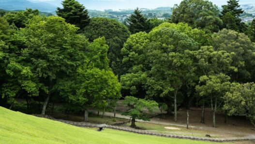 Lush green trees and a grassy hill with a path.