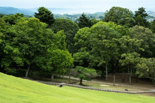 Lush green trees and a grassy hill with a path.